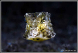 Box fish close up D200 / 60mm by Yves Antoniazzo 